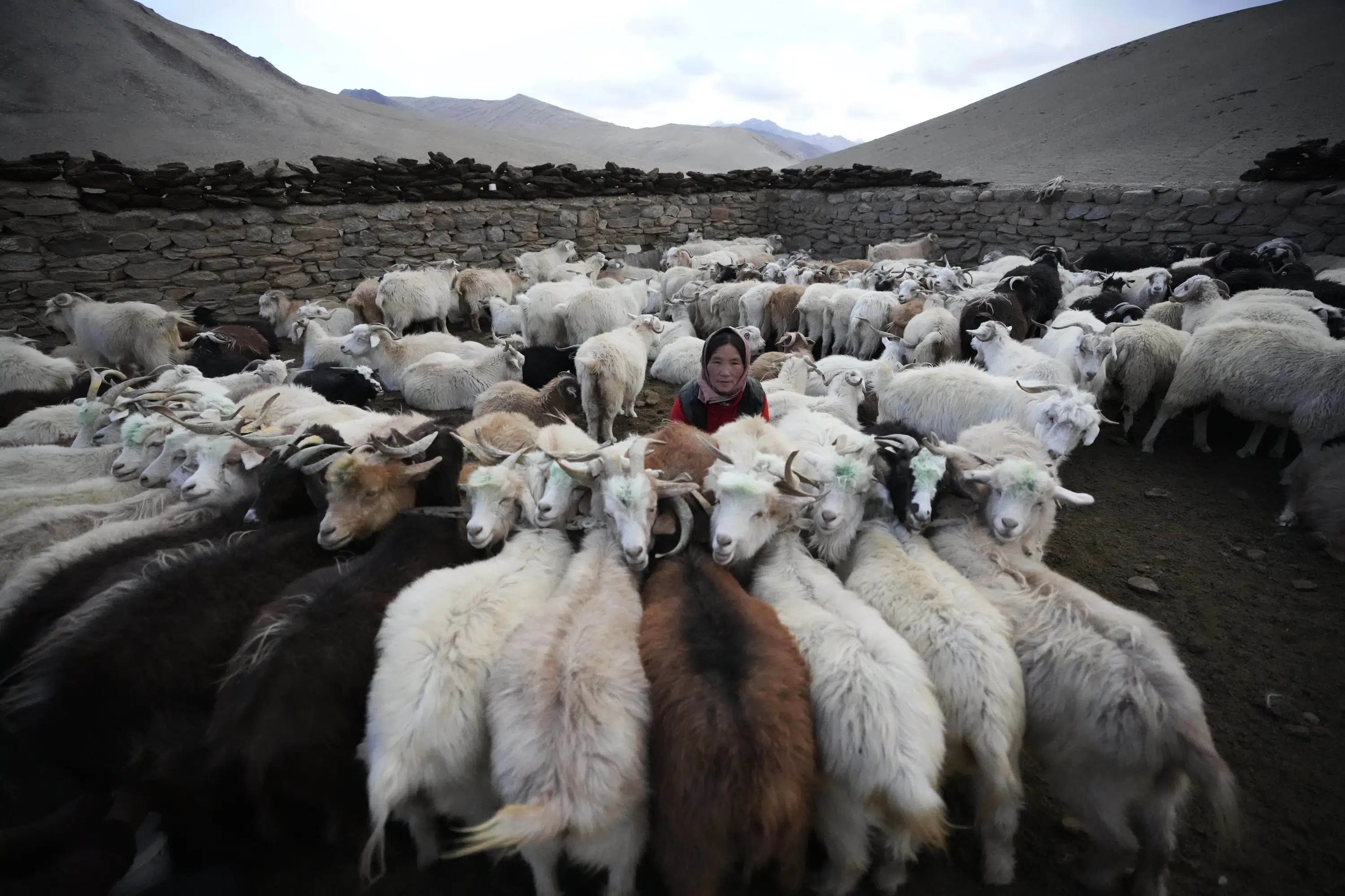 Ladakh herders endeavor to save future on climate frontier | AP News Ladakh herders endeavor to save future on climate frontier | AP News