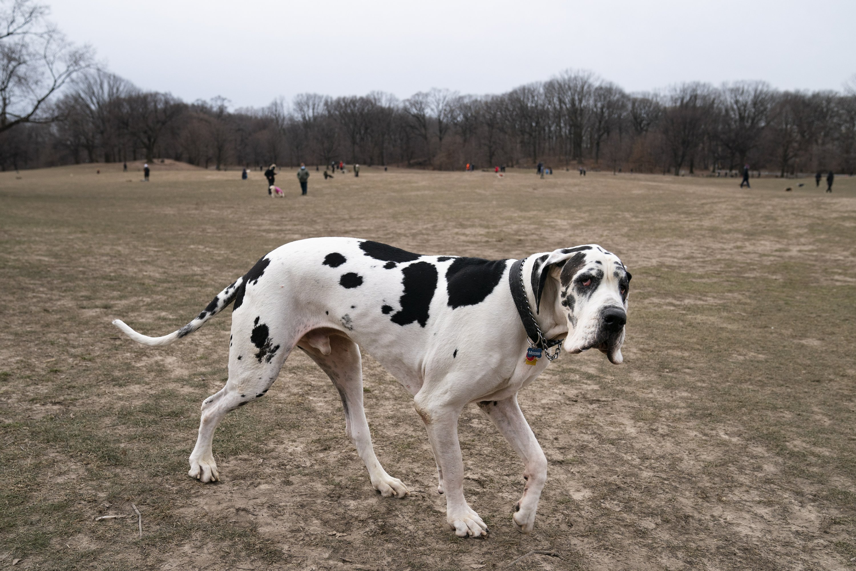 New Pups Hit The Dog Park Owners Are Nervous Wrecks Ap News