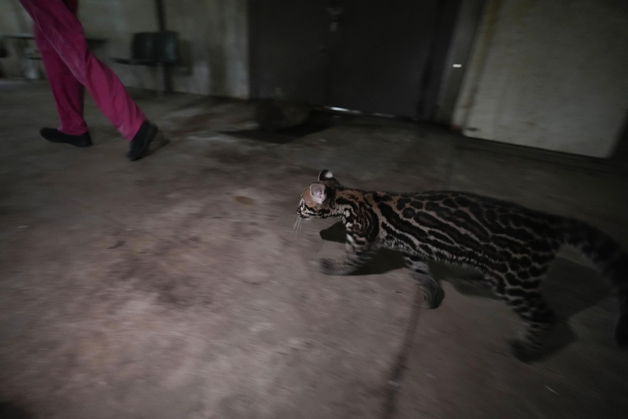 An ocelot follows a veterinarian after being given medical care before being released back into the wild, at a Ministry of the Environment rehabilitation center in Panama City, Wednesday, Sept. 28, 2022. This new government rehabilitation center, which was built on land adjacent to former U.S. military facilities, began receiving animals during the COVID-19 pandemic. (AP Photo/Arnulfo Franco)