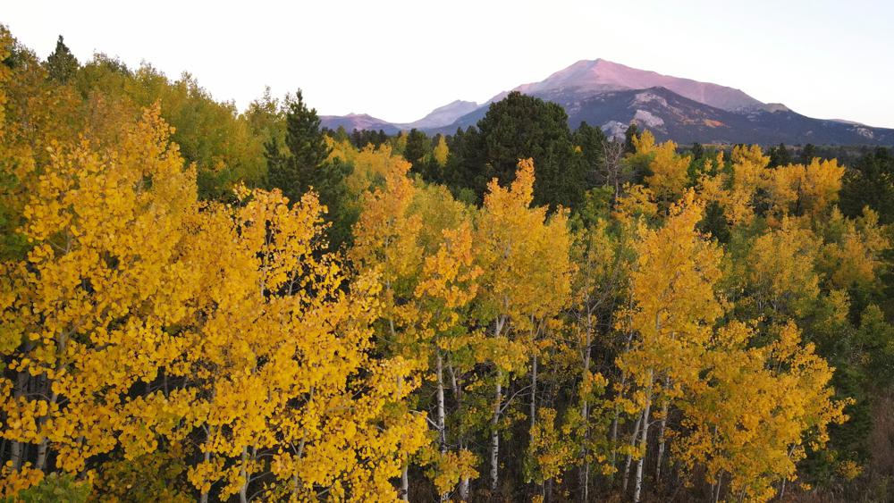 Aspens showcase their autumn color, Sunday, Sept. 26, 2021, near Estes Park, Colo. Recent leaf-peeping seasons have been disrupted by weather conditions in New England, New York and elsewhere. Arborists and ecologists say the trend is likely to continue as the planet warms. (AP Photo/Brittany Peterson)