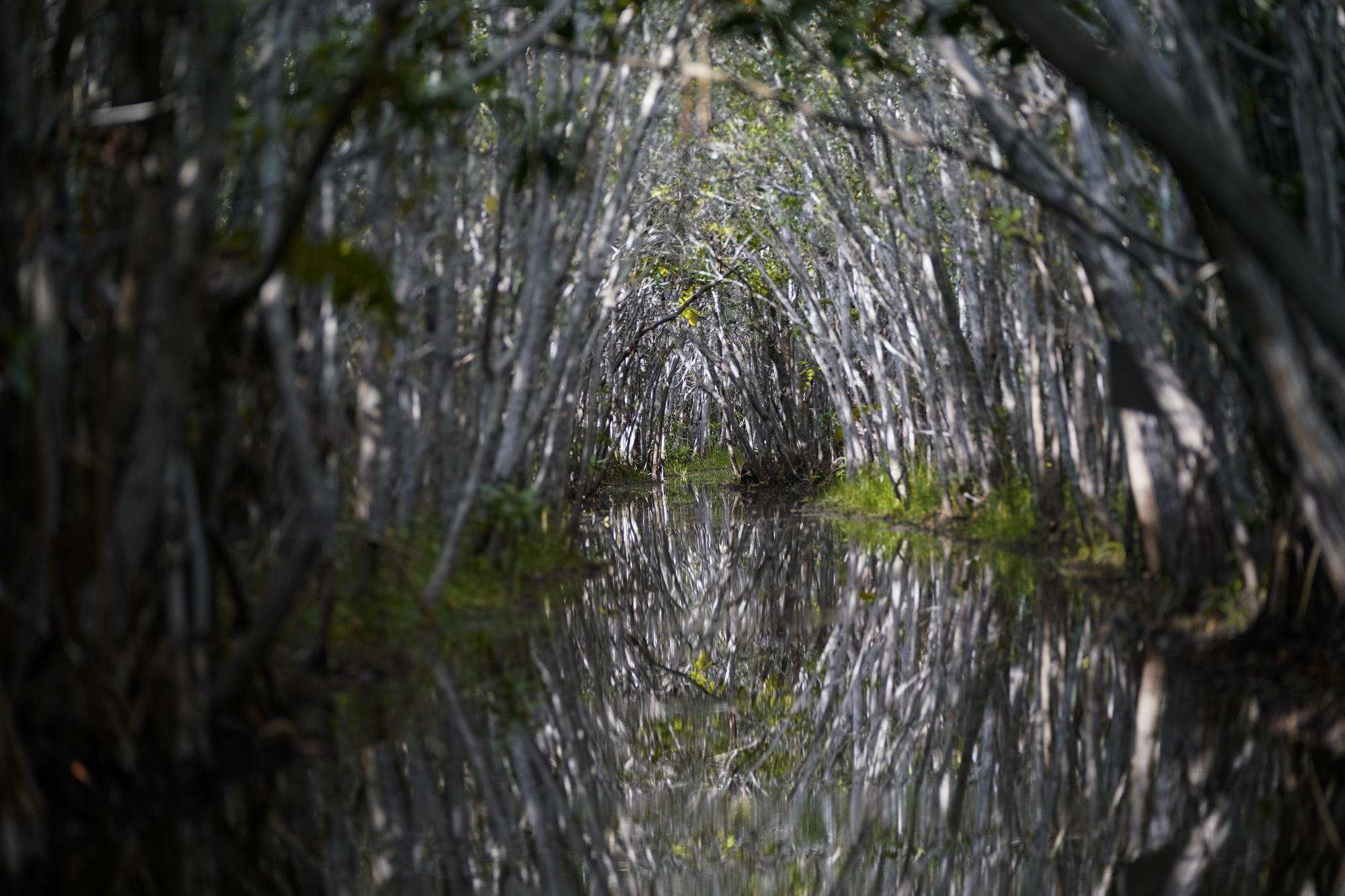 Los manglares forman un arco sobre una laguna en una zona turística de San Crisanto, una comunidad que antiguamente se dedicada a recolectar sal, entre Progreso y Dzilam, en la Península de Yucatán, México, el 8 de octubre de 2021. (AP Foto/Eduardo Verdugo)