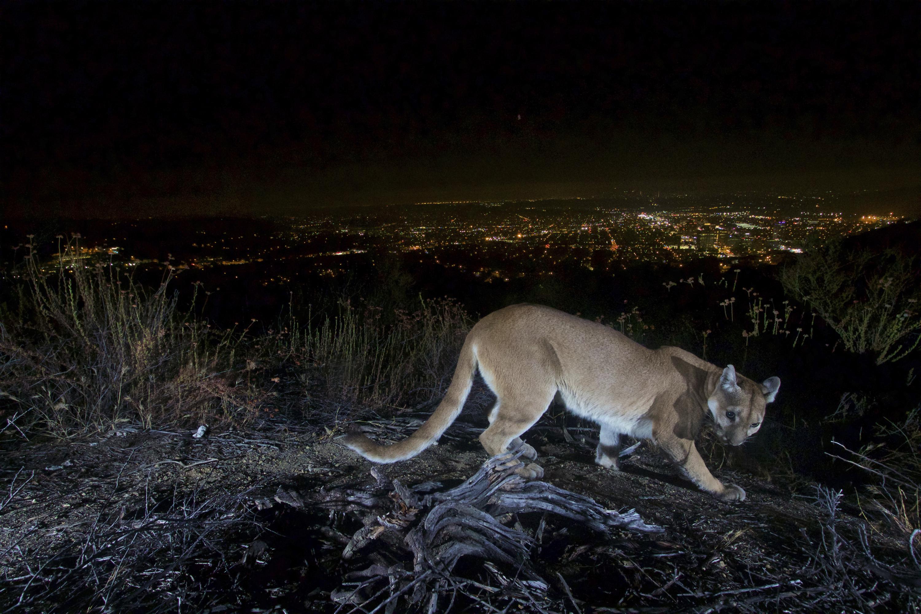 Hunt ends for mountain lion that attacked California boy