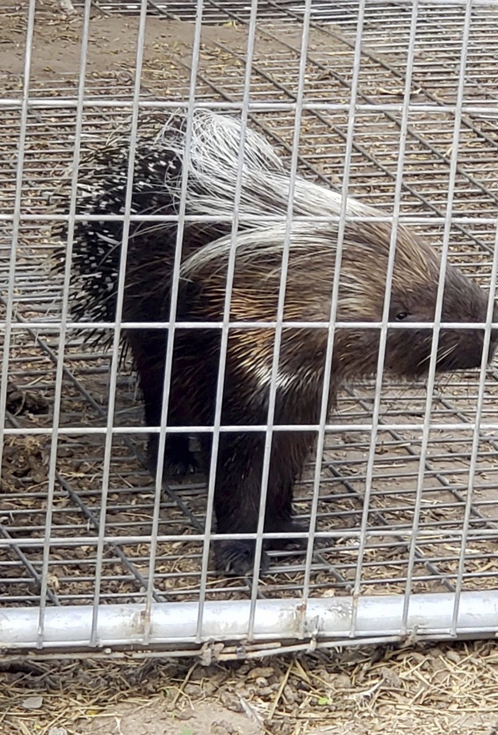 Tiger among animals officials find in search of Texas home | AP News Tiger among animals officials find in search of Texas home | AP News
