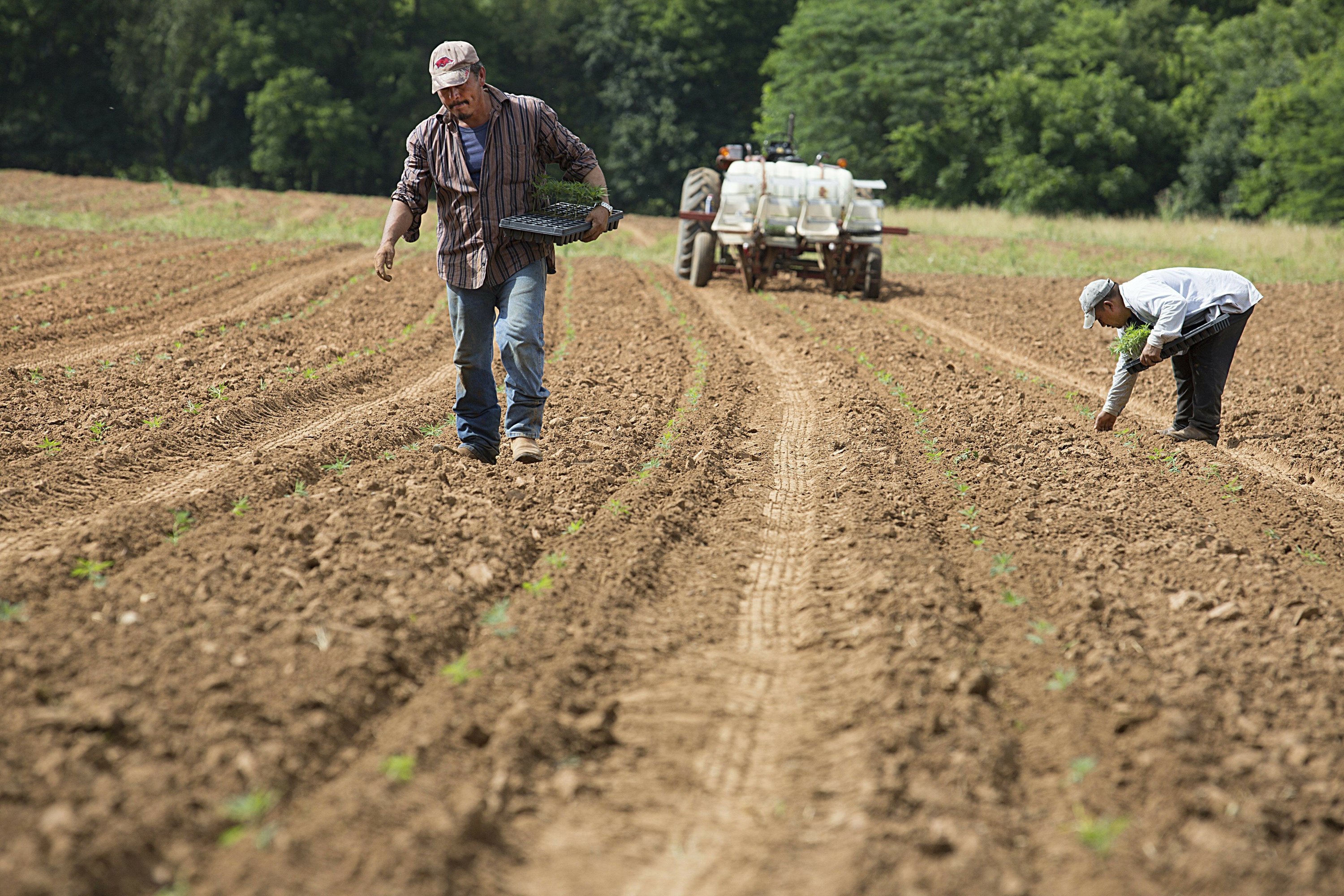 Tobacco out, hemp in for Tennessee farmers AP News