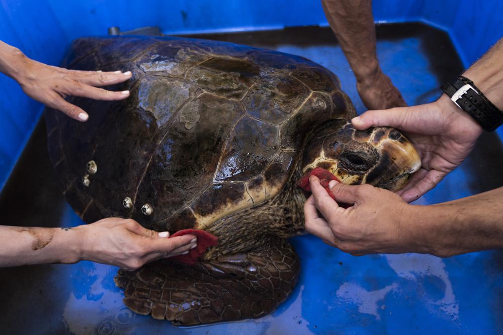 Volunteers clean a wounded sea turtle at the Sea Turtle Rescue Center, run by the Israel National Nature and Parks Authority, on the shore of the Mediterranean Sea, in Michmoret, Israel, Thursday, July 7, 2022. Over a dozen sea turtles were released back into the wild after months of rehabilitation at the rescue center in Israel after suffering physical trauma, likely caused by underwater explosives. (AP Photo/Oded Balilty)