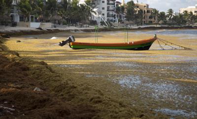 En esta imagen de archivo, una embarcación flota en el mar, rodeada de sargazo, un tipo de alga, en la bahía de la Media Luna, cerca de Akumal, en el estado mexicano de Quintana Roo, el 5 de agosto de 2018. (AP Foto/Eduardo Verdugo, archivo)