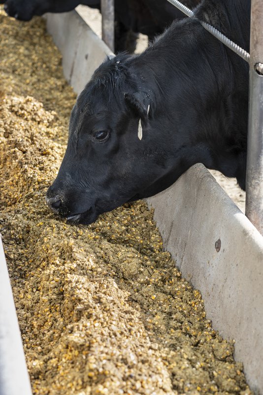 Syngenta Seeds And University Of Arkansas Unveil New Research Identifying Potential Sustainability Benefits For Beef Production Industry