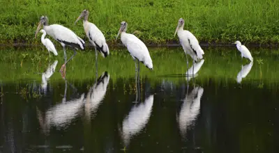 US proposes removing wood stork from endangered species list | AP News US proposes removing wood stork from endangered species list | AP News
