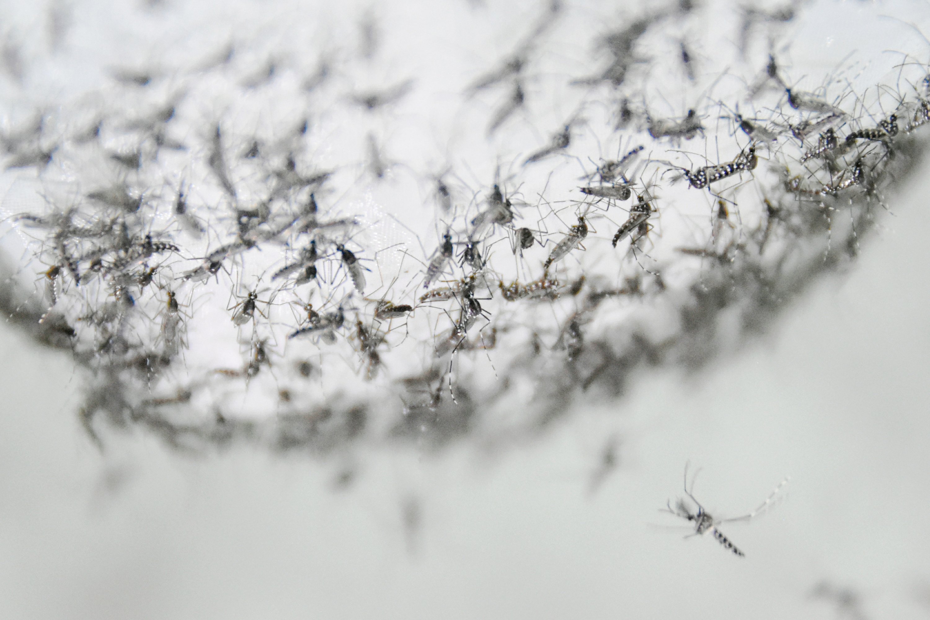 Scientists find new way to kill diseasecarrying mosquitoes