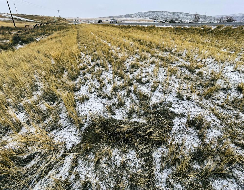 In this photo provided by Jaden Bales, the outline of a mule deer that was struck by a car and claimed for food using a new state of Wyoming roadkill app is seen in grass and snow near U.S. 287 south of Lander on Feb. 21, 2022. (Jaden Bales via AP)