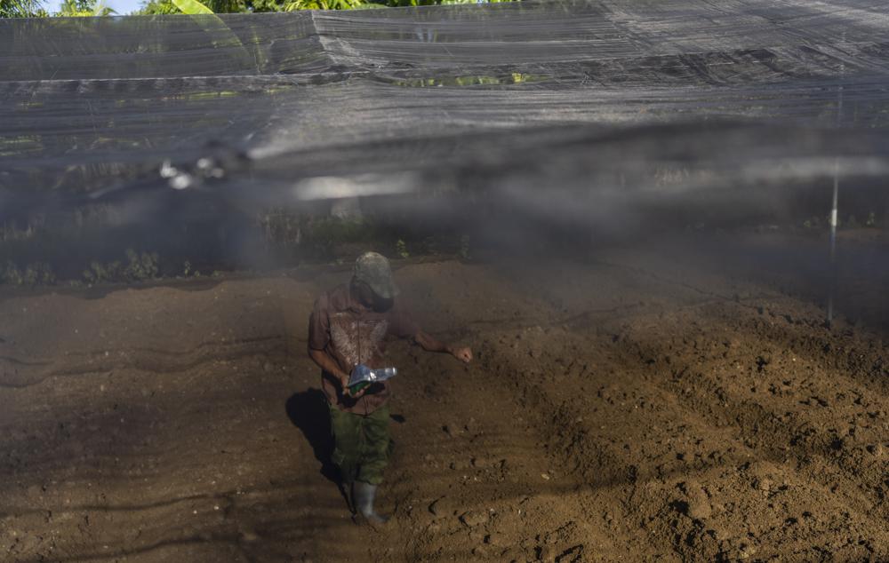 Ein Bauer pflanzt Salatsamen auf der Vista Hermosa Farm in Bacuranao, östlich von Havanna, Kuba, am Donnerstag, 4. August 2022.| Bildquelle: © AP Photo/Ramon Espinosa | Bilder sind in der Regel urheberrechtlich geschützt