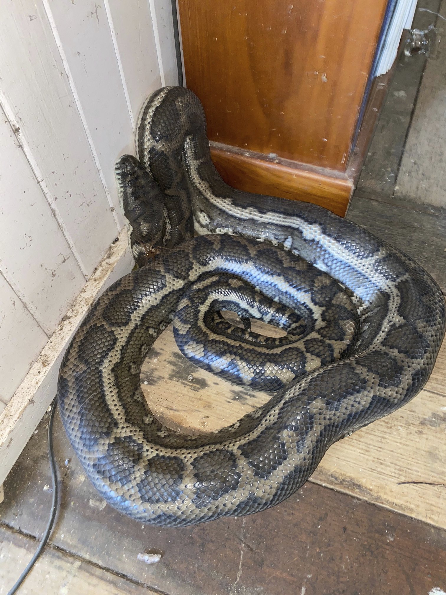 2 pythons weighing 100 pounds collapse ceiling in Australia | News