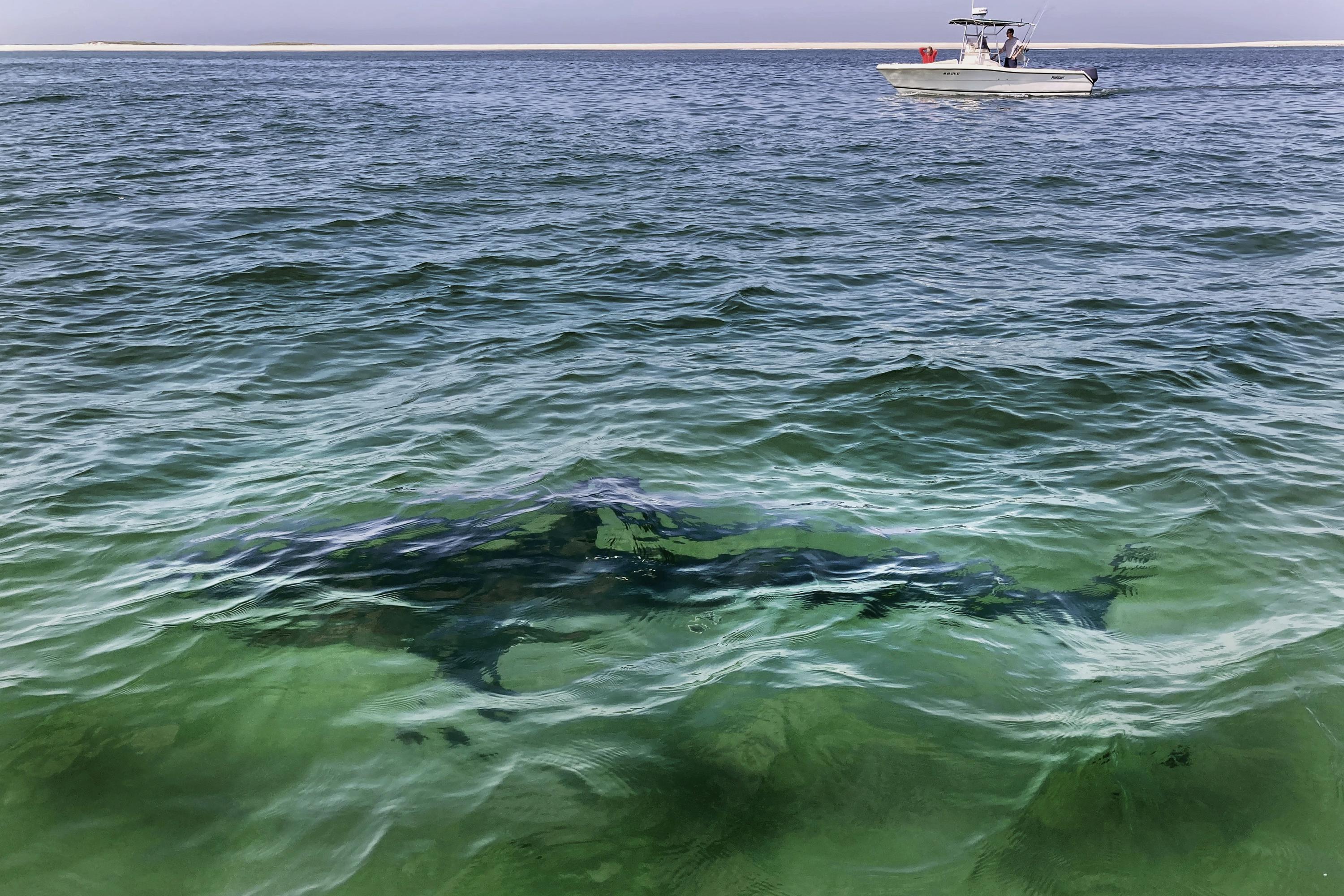 California swimmer badly injured in shark attack, News