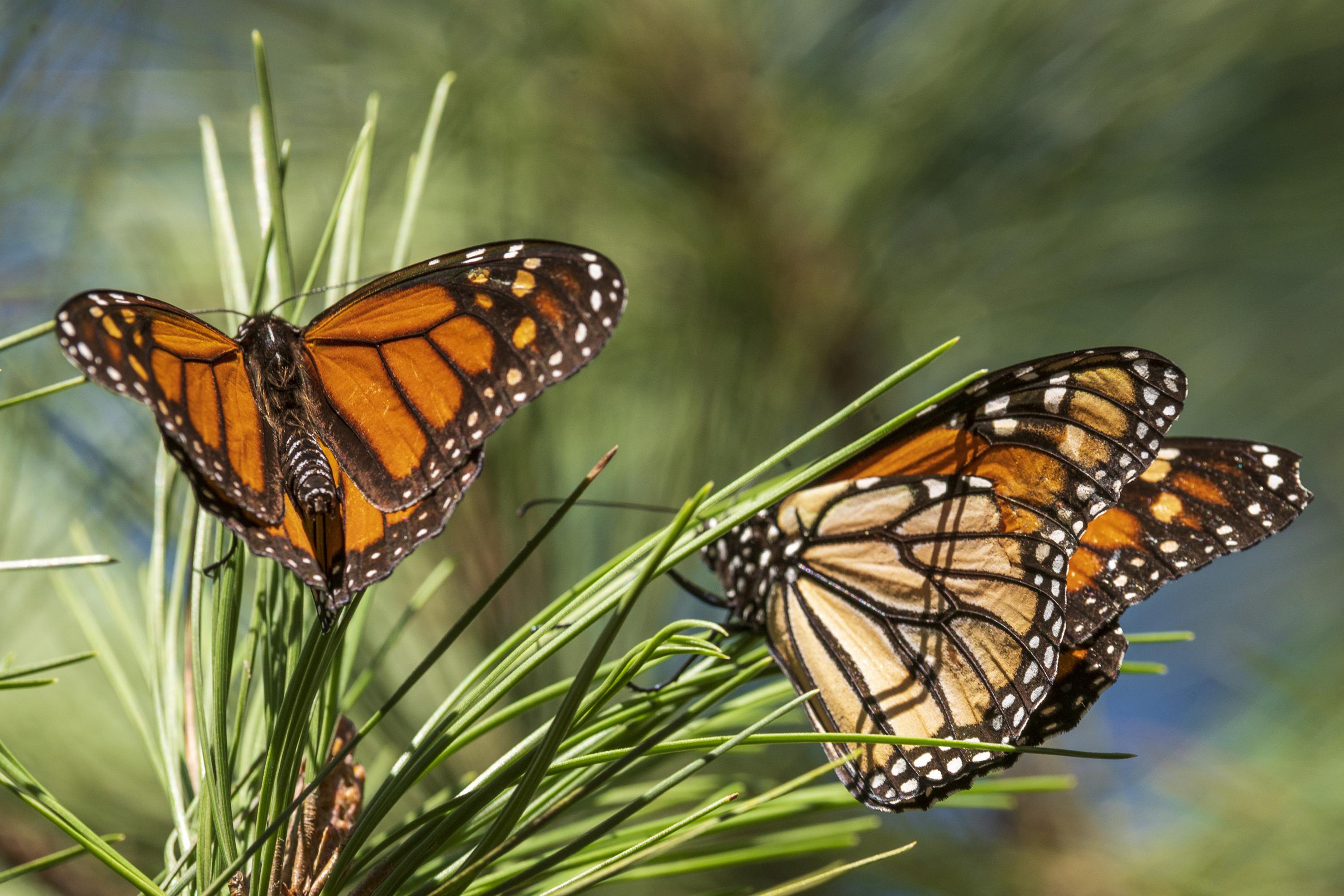 Releasing My First Monarch Butterfly