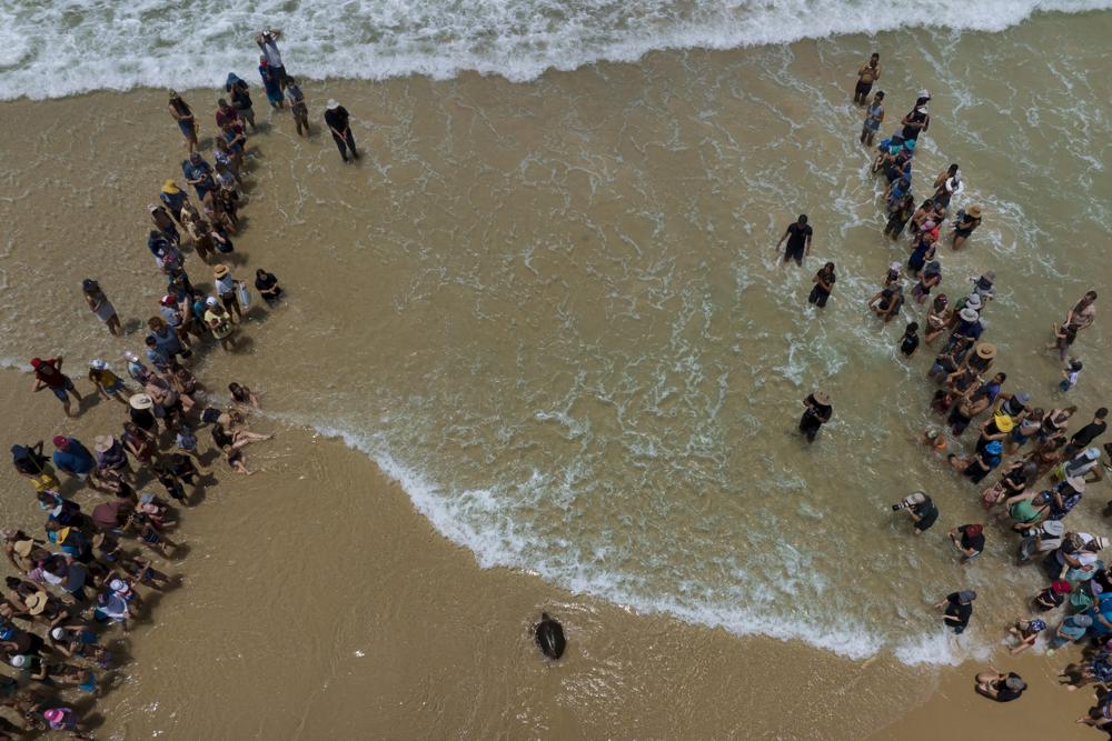 People watching a brown sea turtle as he makes his way to the Mediterranean Sea after being released by the Sea Turtle Rescue Center, run by the Israel National Nature and Parks Authority, in Beit Yanai beach, Israel, Friday, July 8, 2022. Over a dozen sea turtles were released back into the wild after months of rehabilitation at the rescue center in Israel after suffering physical trauma, likely caused by underwater explosives. (AP Photo/Oded Balilty)