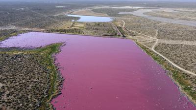 Las aguas de la laguna Corfo son rosadas en Trelew, provincia de Chubut, Argentina, el jueves 29 de julio de 2021. Los ambientalistas locales atribuyen el color al aumento de la contaminación de un parque industrial cercano. (AP Foto/Daniel Feldman)