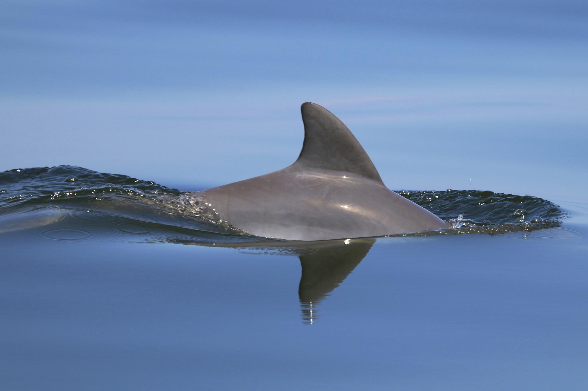 DELFINES | AP