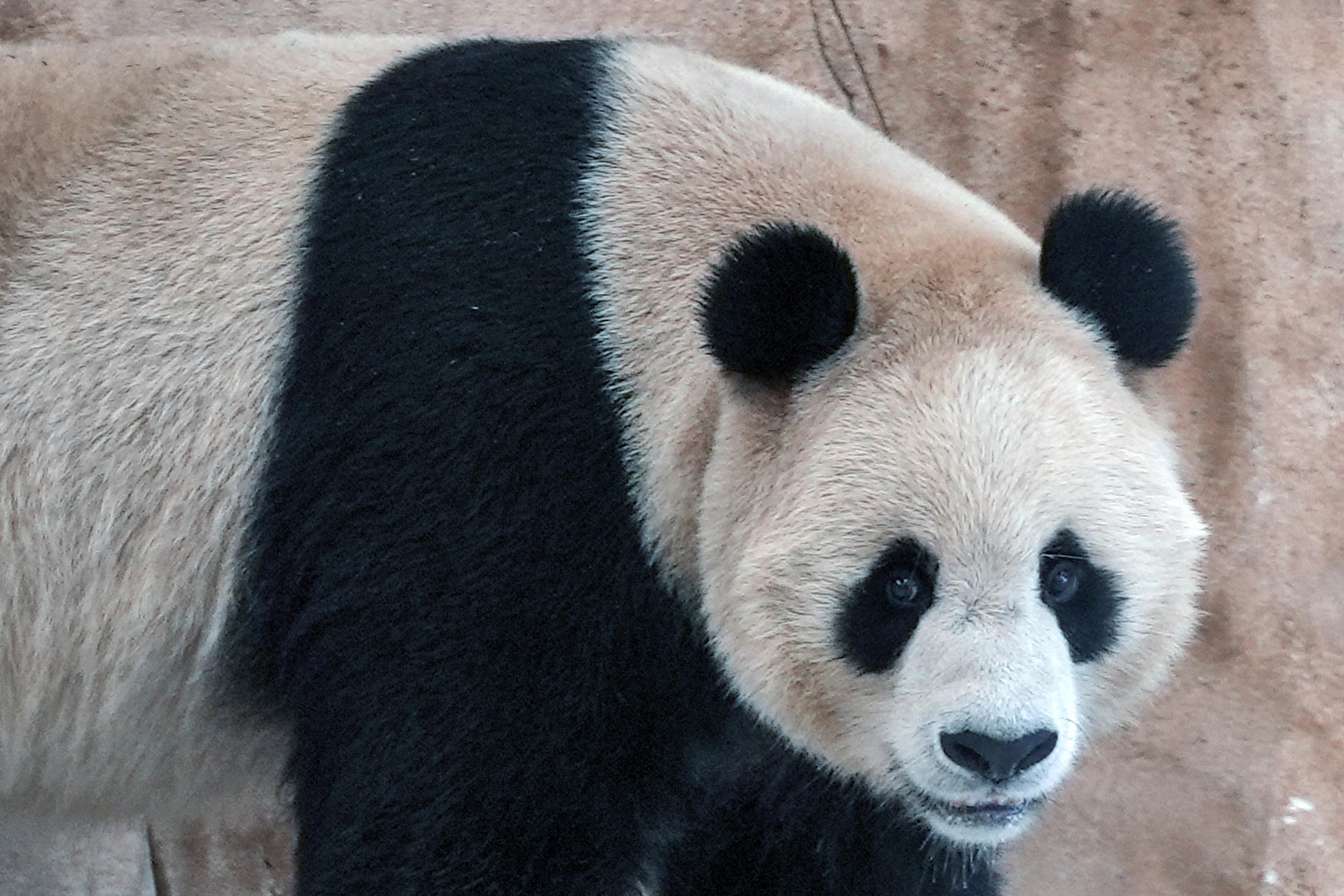 pandas-sent-by-china-arrive-in-qatar-ahead-of-world-cup