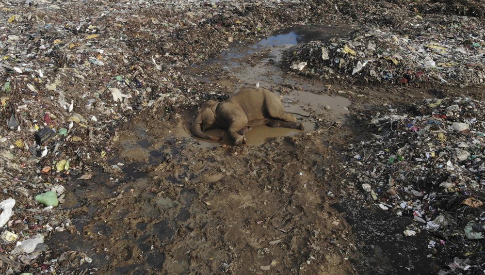 Jenazah gajah liar tergeletak di tempat pembuangan sampah terbuka di desa Pallakkadu di distrik Ampara, sekitar 210 kilometer (130 mil) timur ibu kota Kolombo, Sri Lanka, Kamis, 6 Januari 2022. Para ahli konservasi dan dokter hewan memperingatkan bahwa sampah plastik di TPA terbuka di Sri Lanka timur membunuh gajah di wilayah tersebut, setelah dua lagi ditemukan mati selama akhir pekan. Sekitar 20 gajah telah mati selama delapan tahun terakhir setelah mengkonsumsi sampah plastik di tempat pembuangan sampah. Pemeriksaan hewan yang mati menunjukkan bahwa mereka telah menelan sejumlah besar plastik yang tidak dapat terurai yang ditemukan di tempat pembuangan sampah, kata dokter hewan satwa liar Nihal Pushpakumara. (Foto AP/Achala Pussalla)