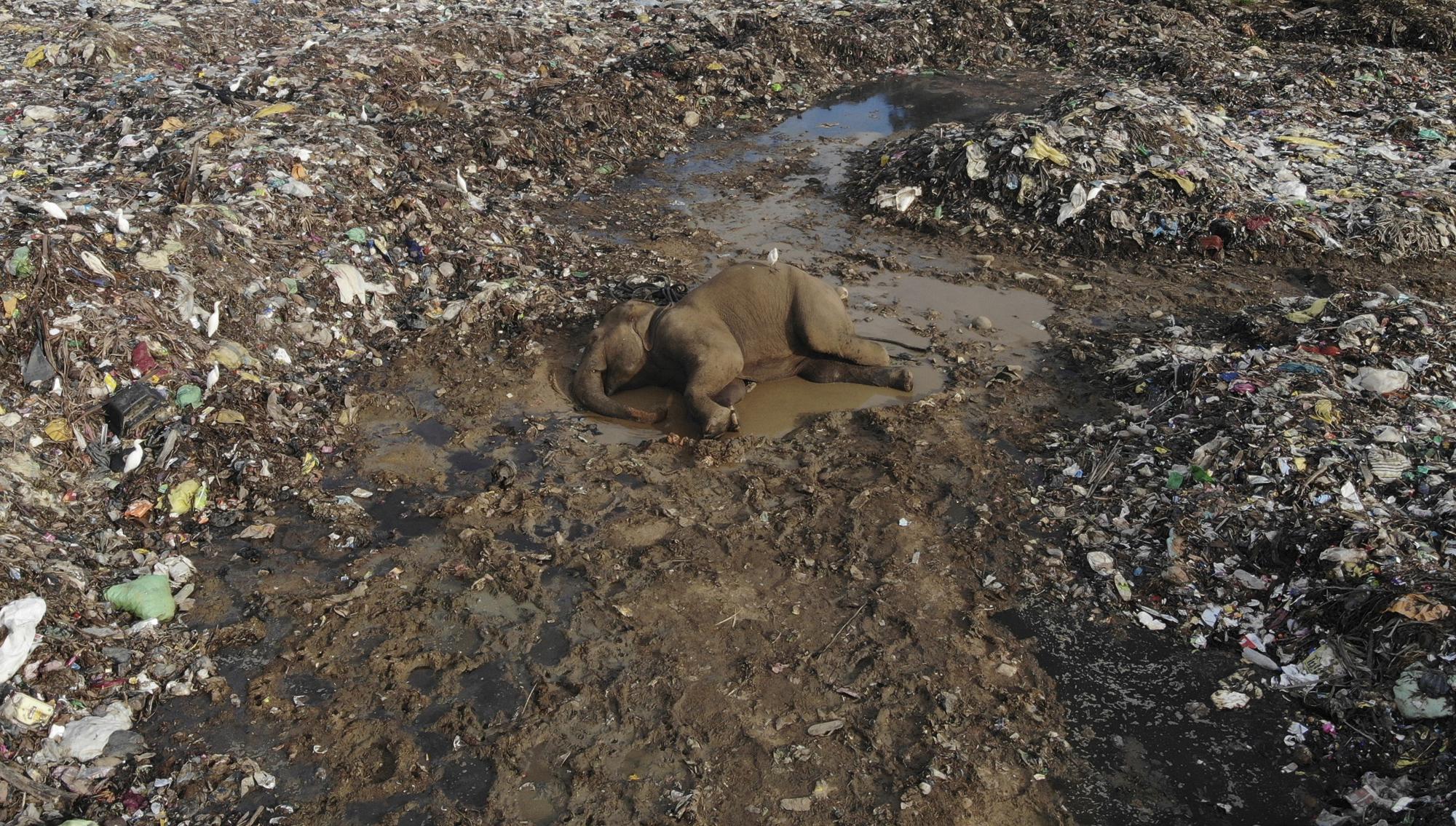 The body of a wild elephant lies in an open landfill in Pallakkadu village in Ampara district, about 210 kilometers (130 miles) east of the capital Colombo, Sri Lanka, Thursday, Jan. 6, 2022. Conservationists and veterinarians are warning that plastic waste in the open landfill in eastern Sri Lanka is killing elephants in the region, after two more were found dead over the weekend. Around 20 elephants have died over the last eight years after consuming plastic trash in the dump. Examinations of the dead animals showed they had swallowed large amounts of nondegradable plastic that is found in the garbage dump, wildlife veterinarian Nihal Pushpakumara said. (AP Photo/Achala Pussalla)