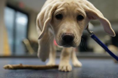 how long can a 9 week puppy hold it