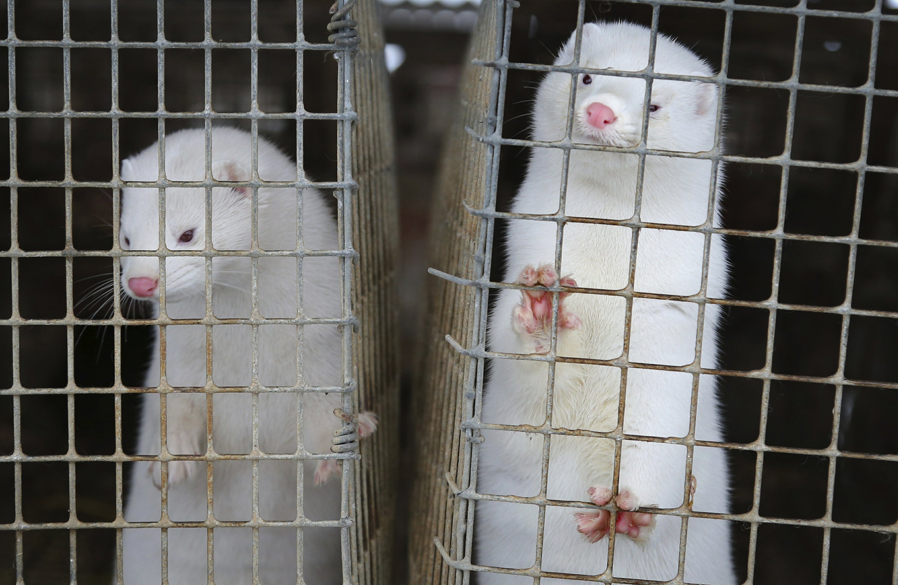 Scientists study coronavirus outbreaks among minks in Europe - The Associated Press