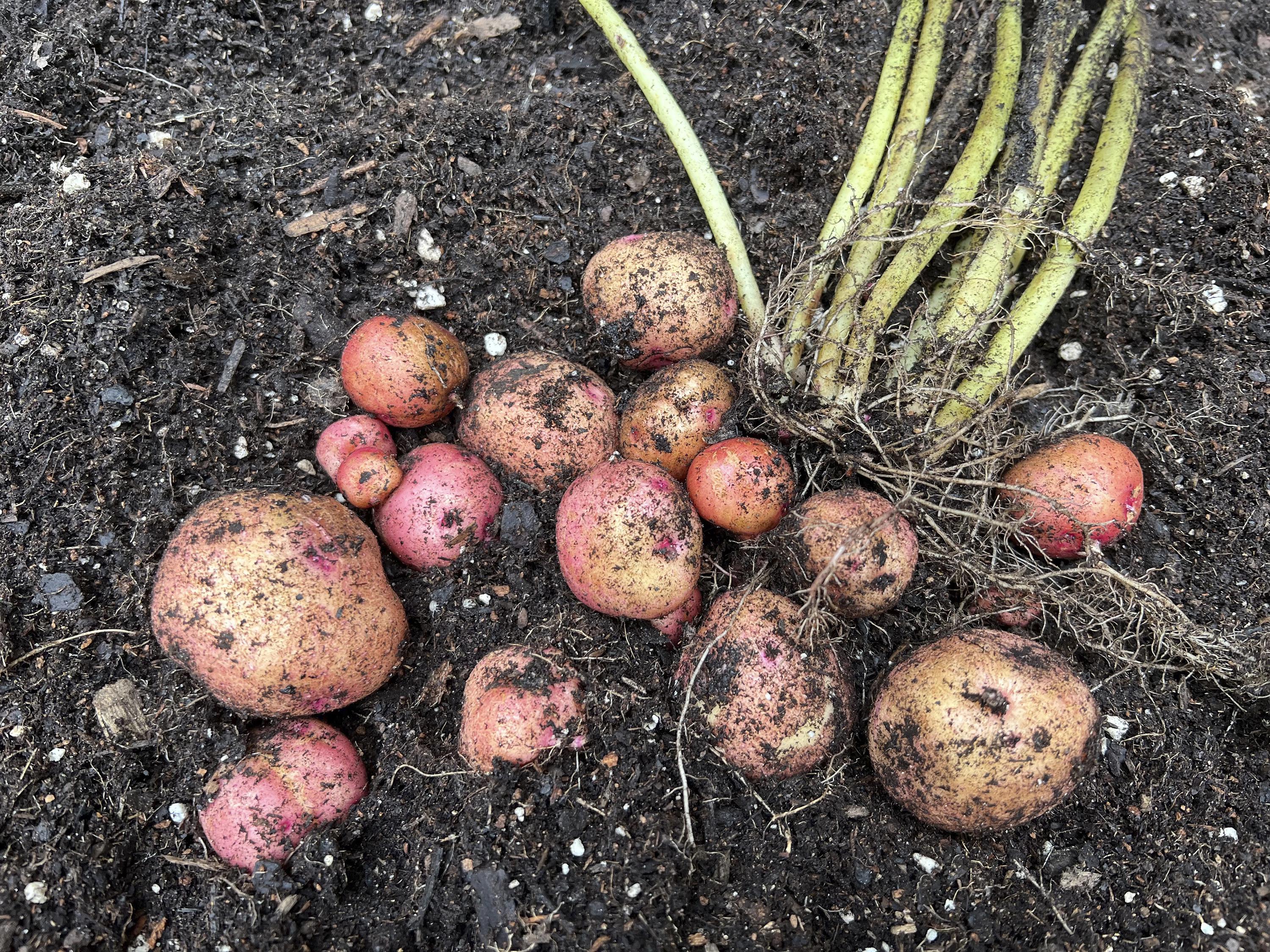 Potatoes Grown in a Bag- It's Easy