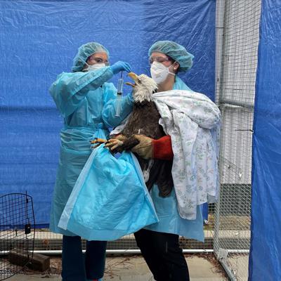 Foto suministrada por la Wisconsin Humane Society que muestra a dos empleadas de esa institución atendiendo a un águila que había contraído la gripe aviar. Foto del 8 de abril del 2022. (Wisconsin Humane Society via AP)