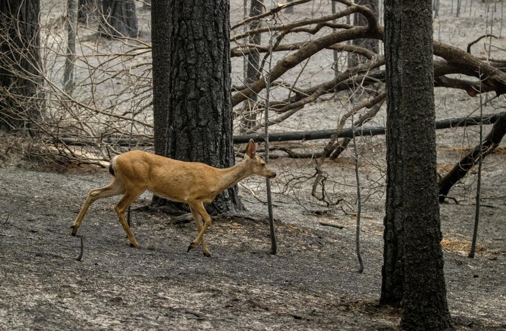 Caldor fire