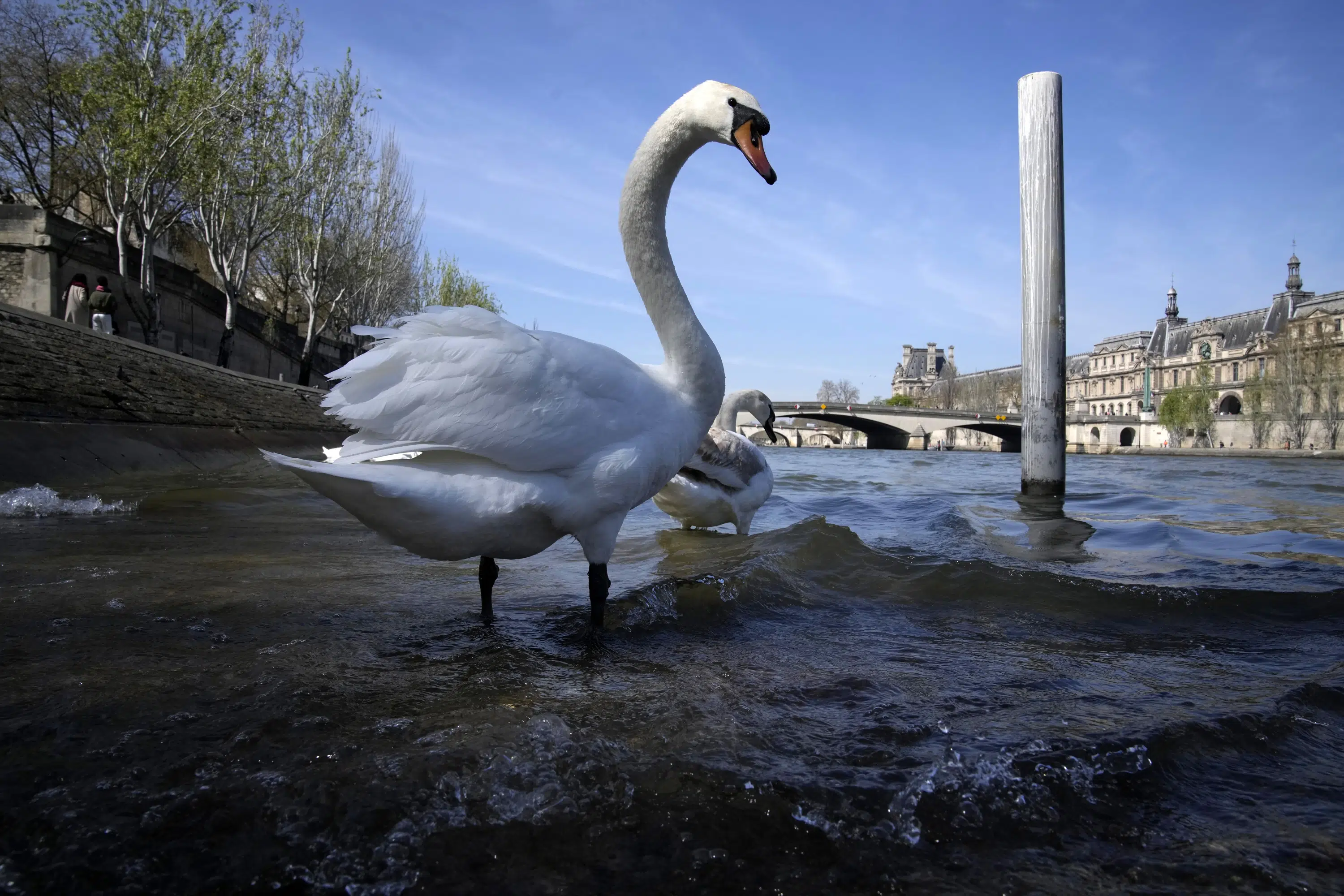 Envie d’un plongeon ?  Un redémarrage olympique pour la Seine toxique de Paris