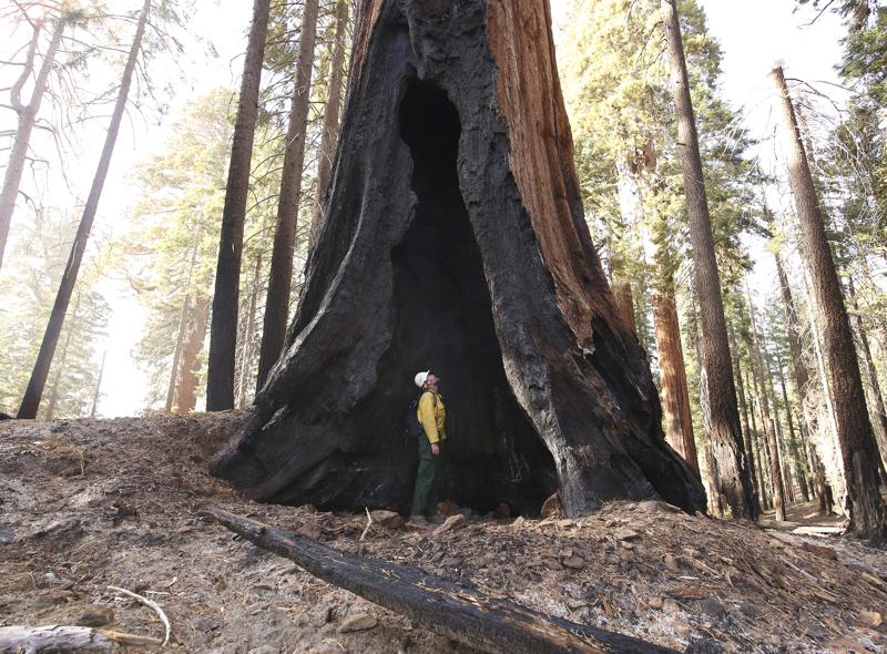 Assistant Fire Manager Leif Mathiesen, of the Sequoia & Kings Canyon Nation Park Fire Service, looks for an opening in the burned-out redwood tree from the Redwood Mountain Grove which was devastated by the KNP Complex fires earlier in the year in the KingsCanyon National Park, Calif., Friday, Nov. 19, 2021. (AP Photo/Gary Kazanjian)