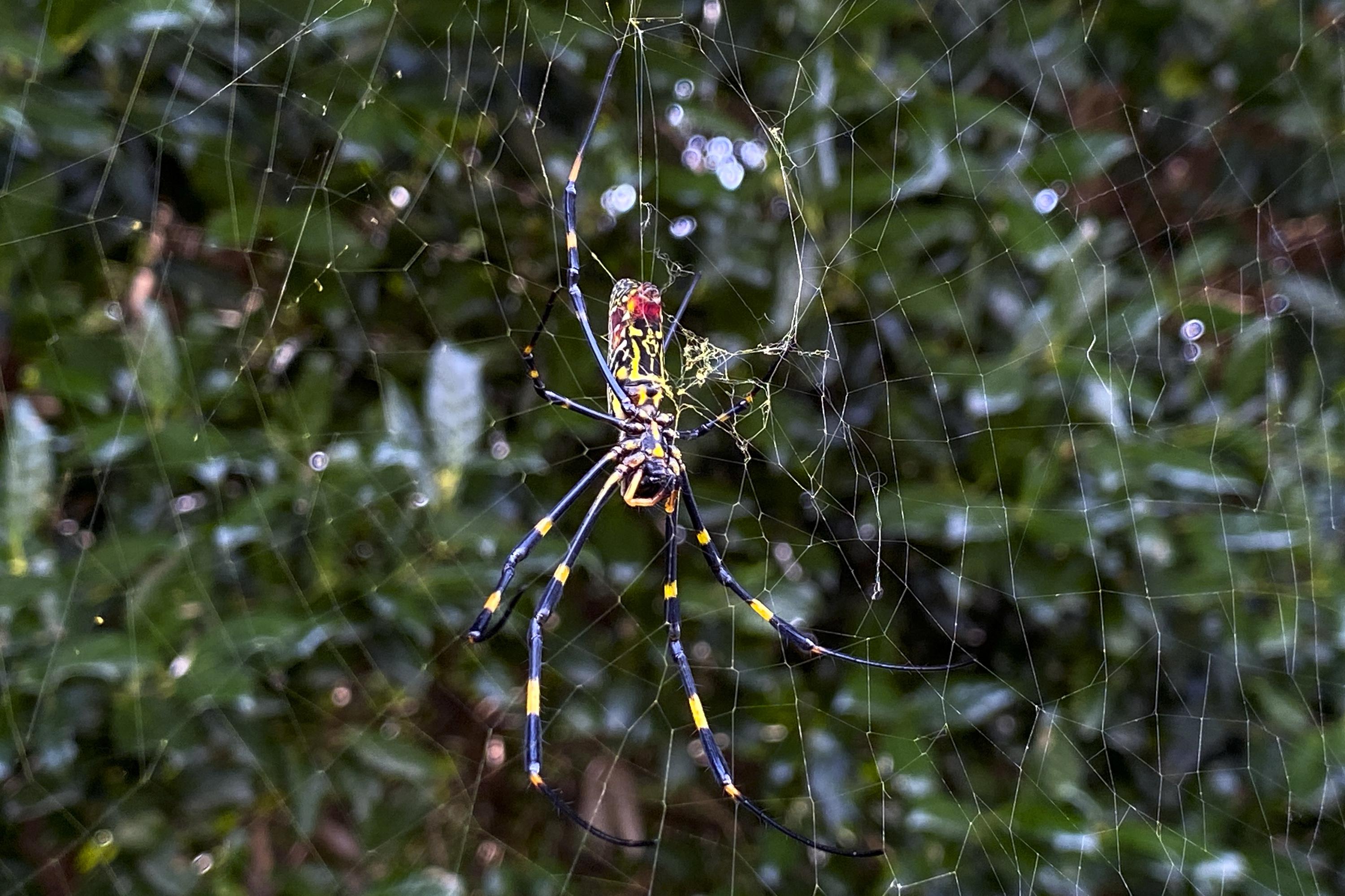 Spiders are threatened by climate change – and even the biggest  arachnophobes should be worried