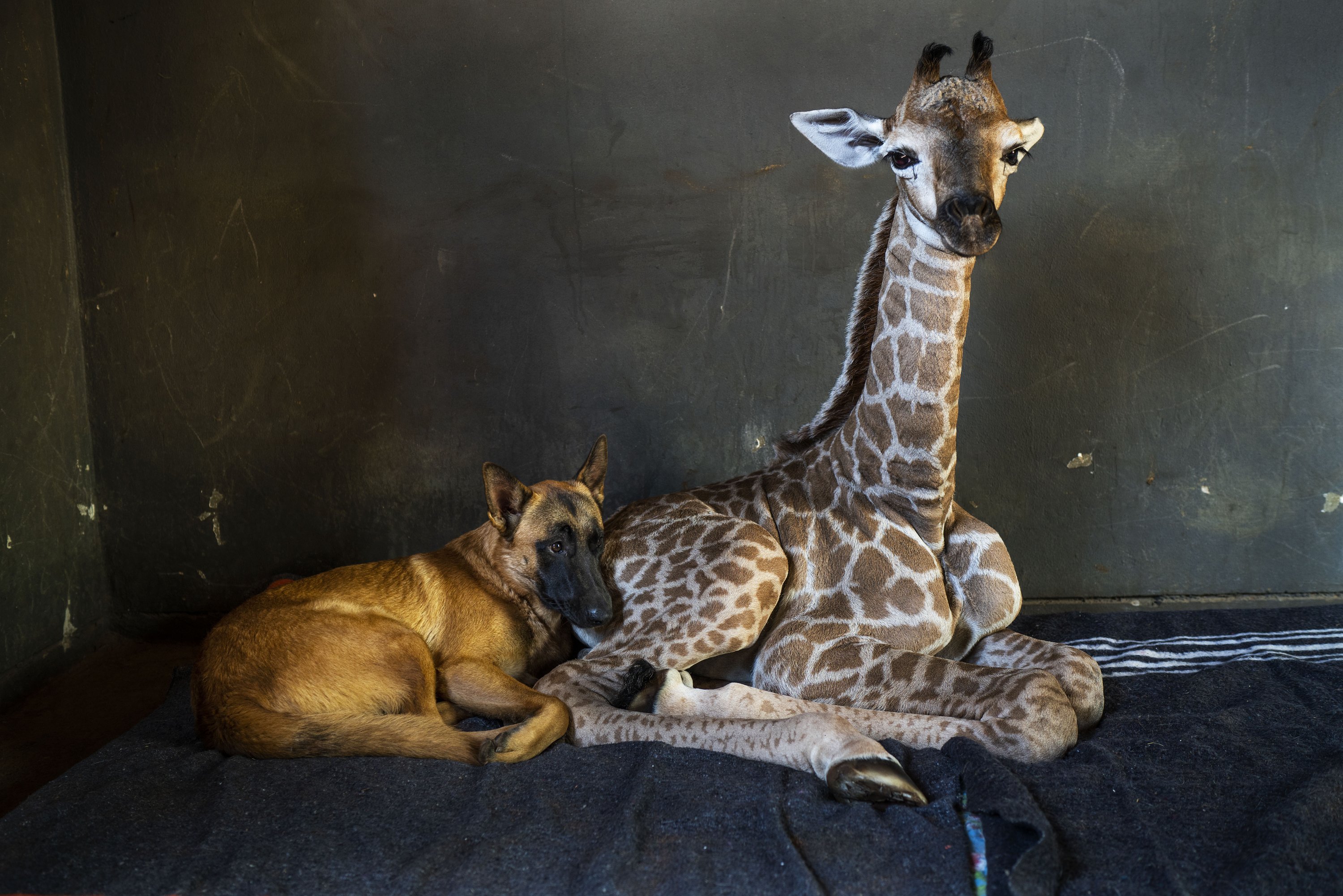 Download Abandoned Baby Giraffe Befriended By Dog In Africa Dies