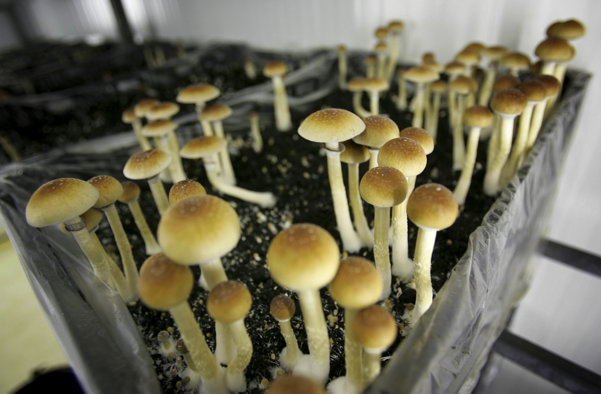 Ann Arbor decriminalizes magic mushrooms, psychedelic plants AP News