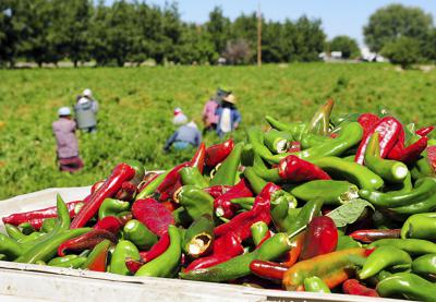 Peones rurales trabajan en la cosecha de chiles en Salem, Nuevo México, el 30 de septiembre del 2013. El censo confirma que las zonas rurales siguen perdiendo gente y que es vital la presencia de trabajadores extranjeros en las cosechas y las procesadoras de carne. (Shari Vialpando-Hill/Las Cruces Sun-News via the AP, File)