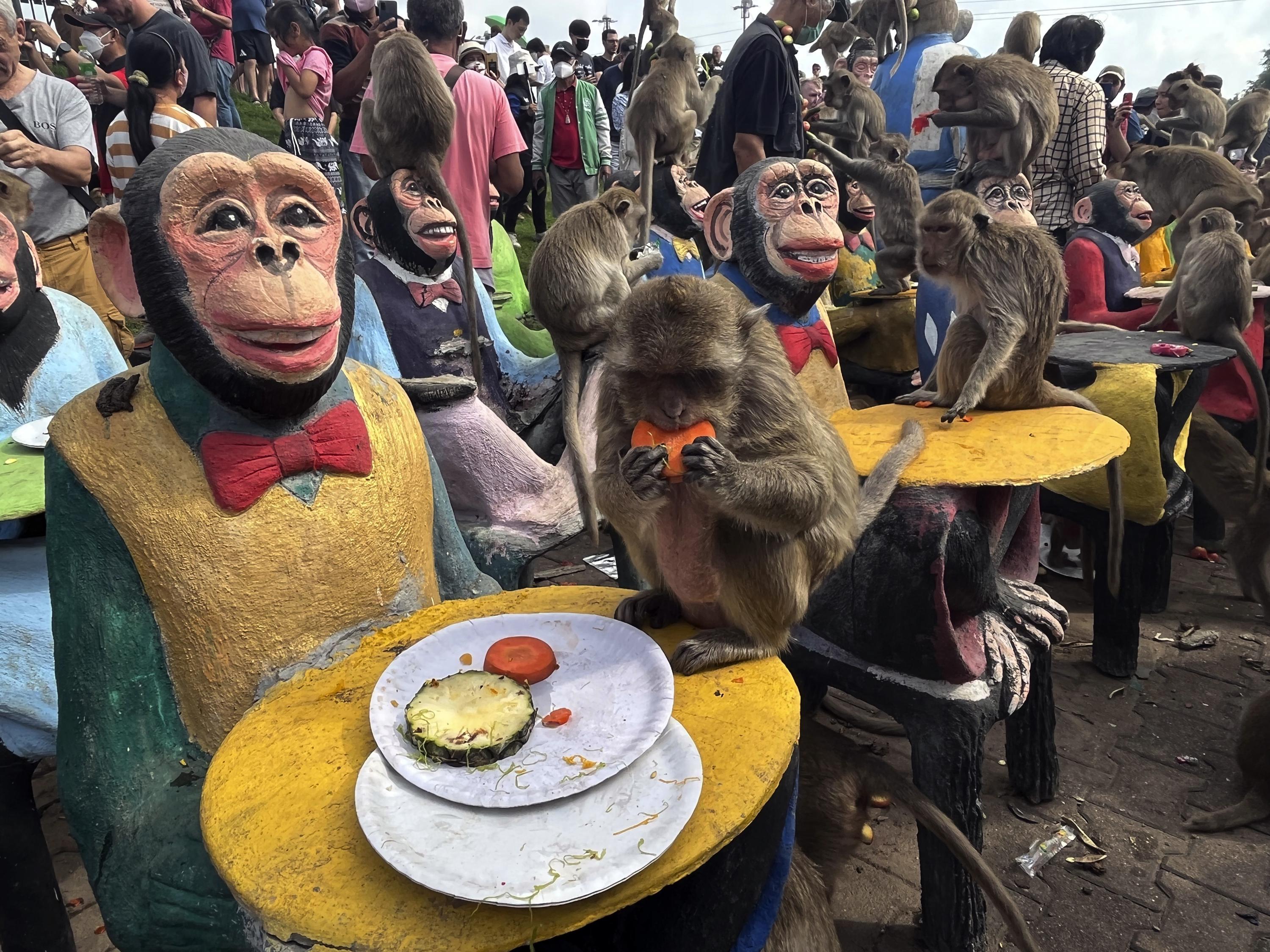 Monkeys in central Thailand city mark their day with feast AP News