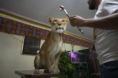 Entrenadores egipcios de leones montan actos desde casa | AP News