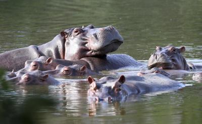 Hipopótamos flotan en el lago del parque Hacienda Nápoles, una vez propiedad del narcotraficante Pablo Escobar, en Puerto Triunfo, Colombia. (Foto AP/Fernando Vergara, Archivo)