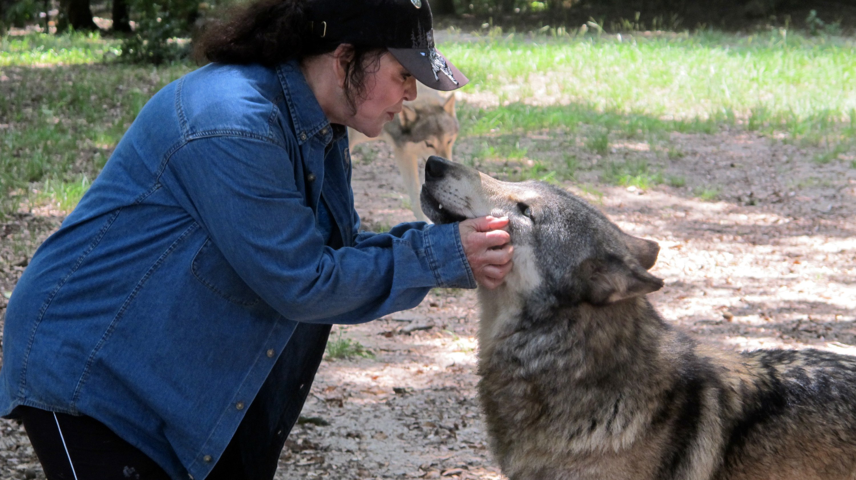 Florida preserve brings wolves, people together AP News