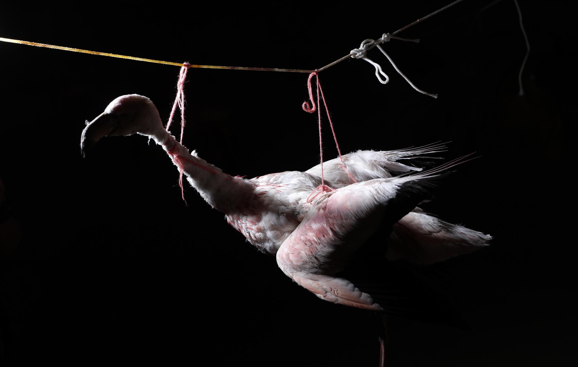 A stuffed flamingo hangs in the home of Mayor Rufino Choque in the Urus del Lago Poopo Indigenous community, in Punaca, Bolivia, Sunday, May 23, 2021. For many generations, the homeland of the Uru wasn't land at all: It was the brackish waters of Lake Poopo. Choque said the Uru - “people of the water” - began settling on the lakeshore several decades ago as the lake began to shrink. (AP Photo/Juan Karita)