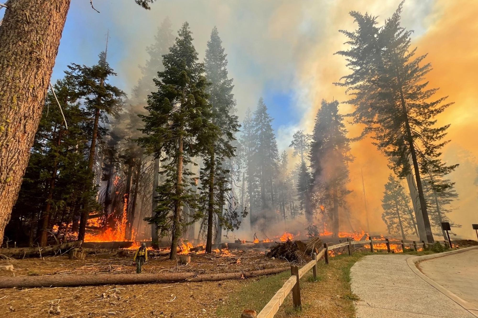 Yosemite wildfire is latest threat to giant sequoia trees – The Associated Press – en Español