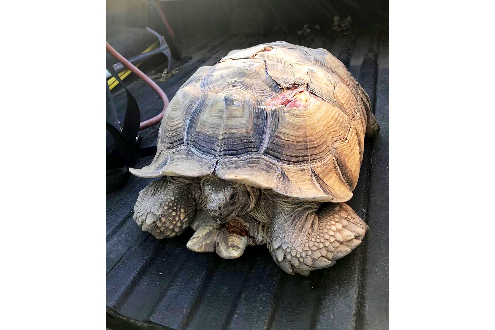 tortoise clinic near me
