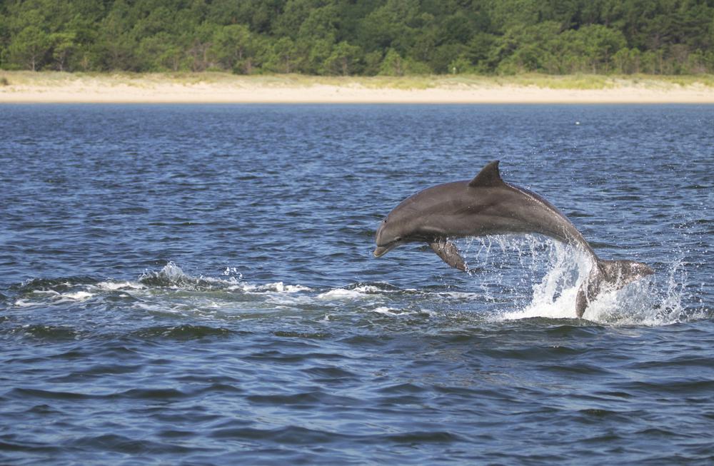 DELFINES | AP