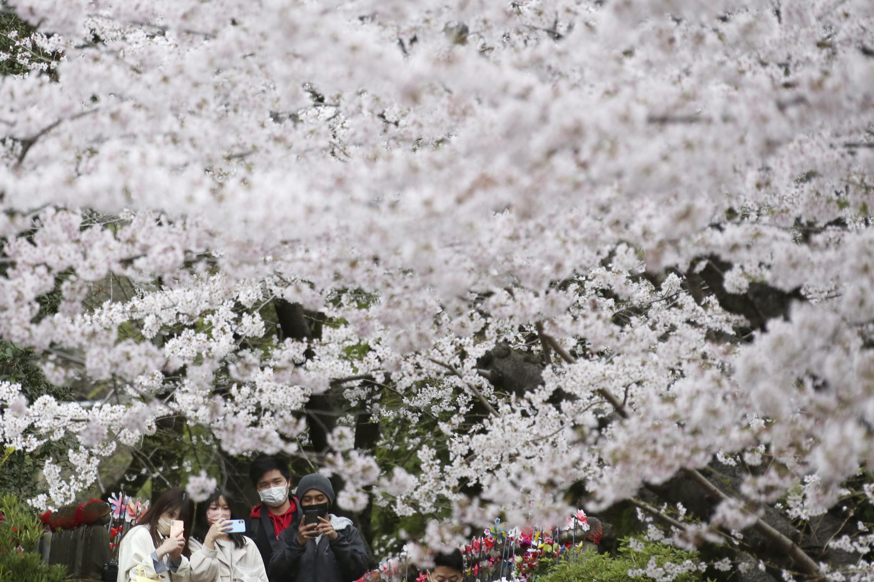 Cuándo visitar Japón durante la temporada de los cerezos en flor - JAPAN  AIRLINES (JAL)