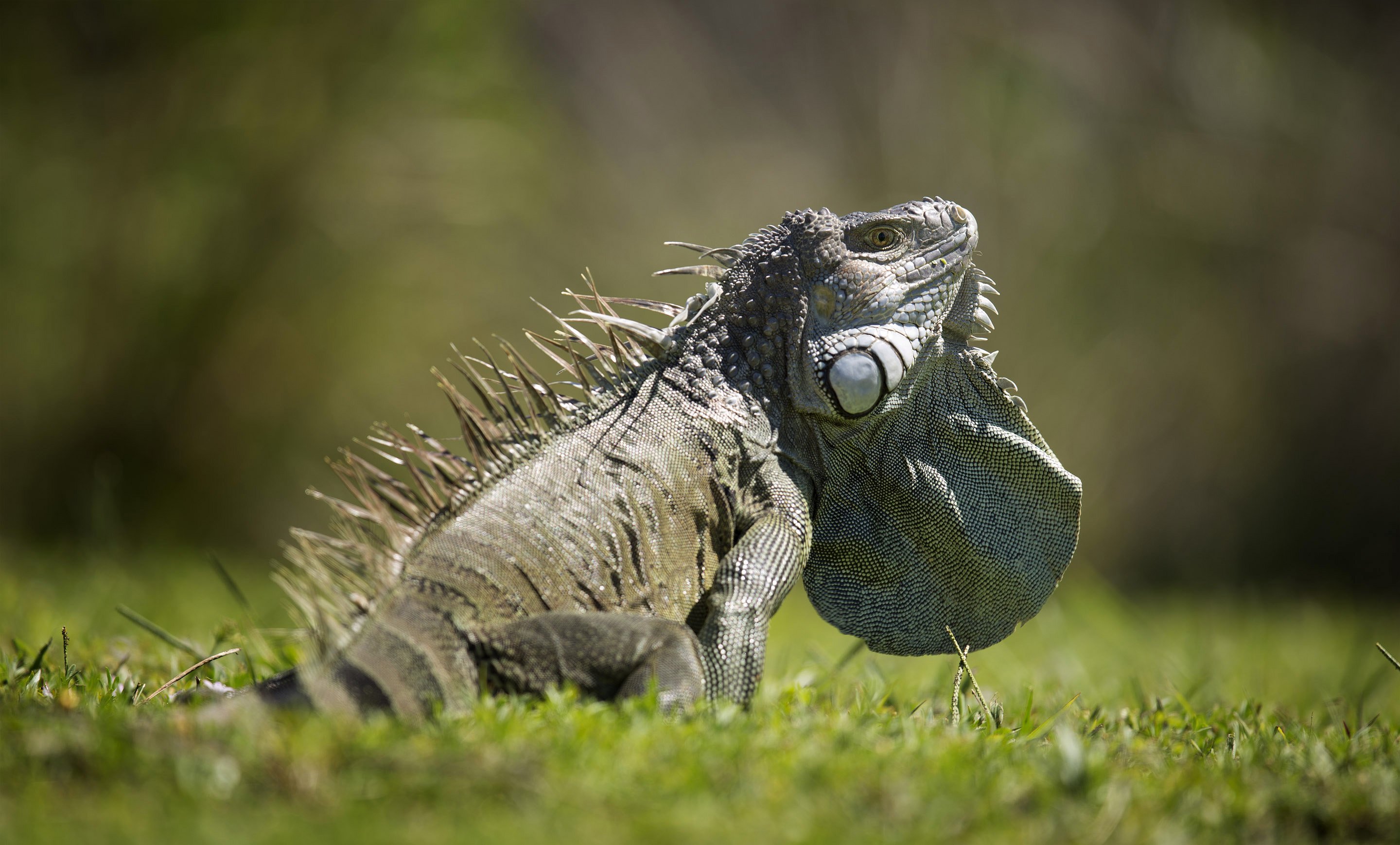 green iguana