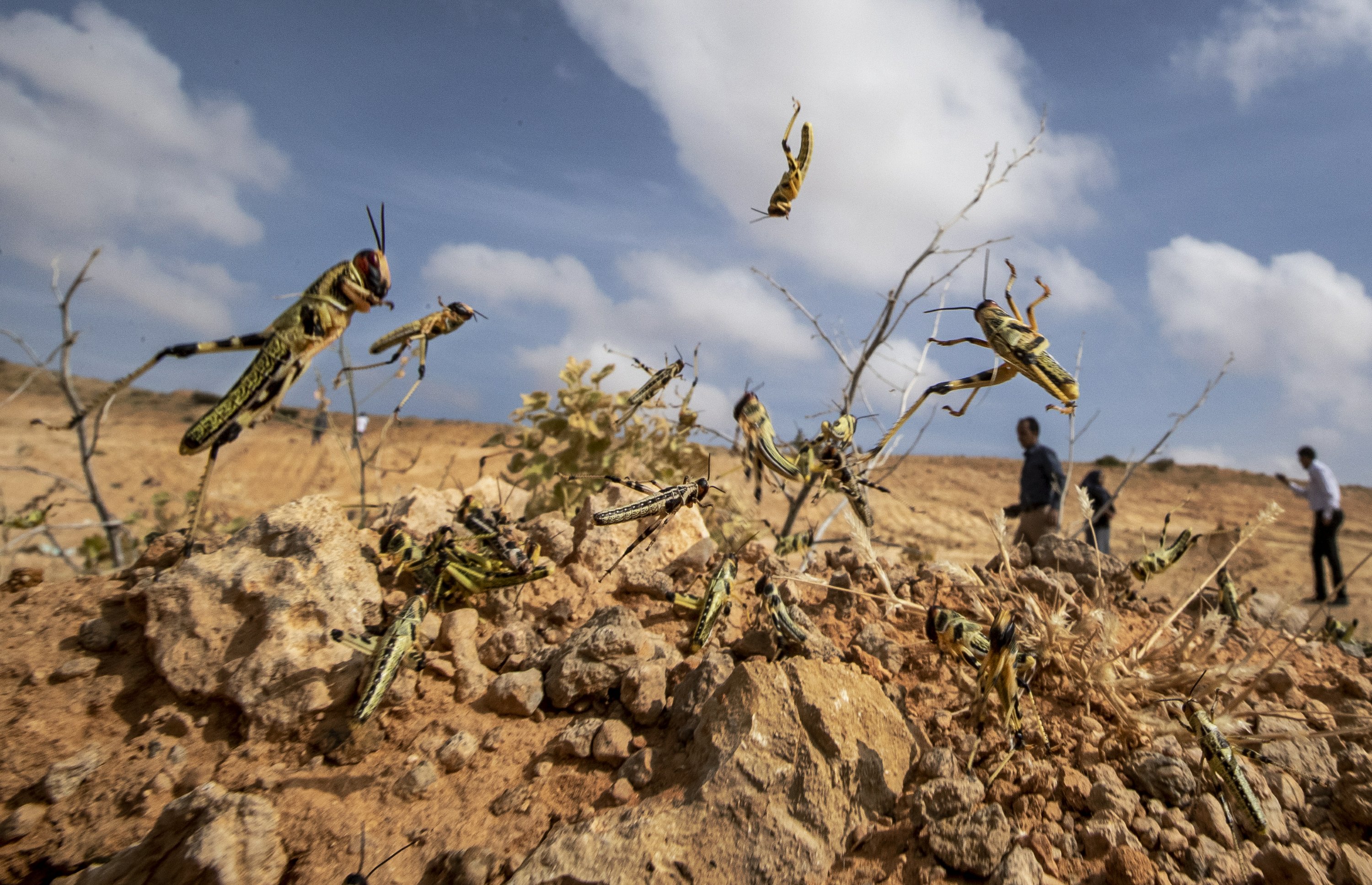 UN warns of 'major shock' as Africa locust outbreak spreads
