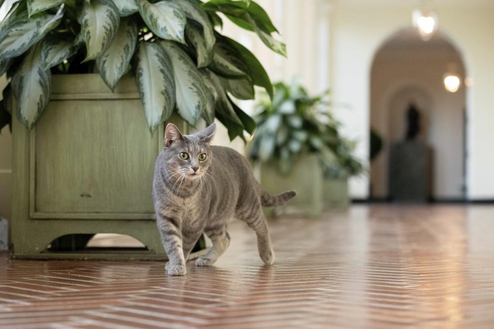 Willow, the Biden family's new pet cat, wanders around the White House on Wednesday, Jan. 27, 2022 in Washington. President Joe Biden and first lady Jill Biden have added Willow, a 2-year-old, green-eyed, gray and white feline from Pennsylvania, to their pet family. (Erin Scott/The White House via AP)