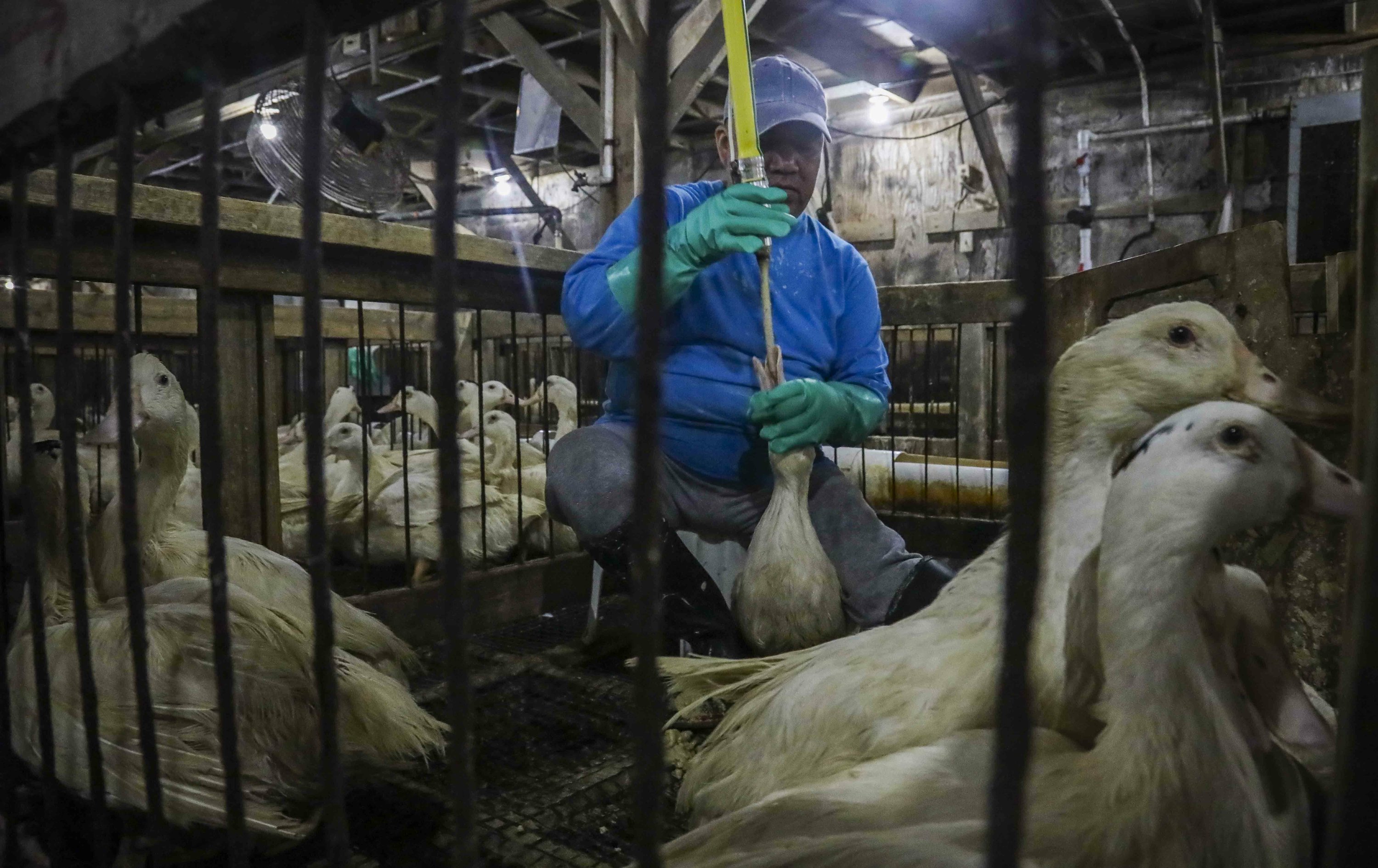 Farms Worry As New York City Considers Foie Gras Ban