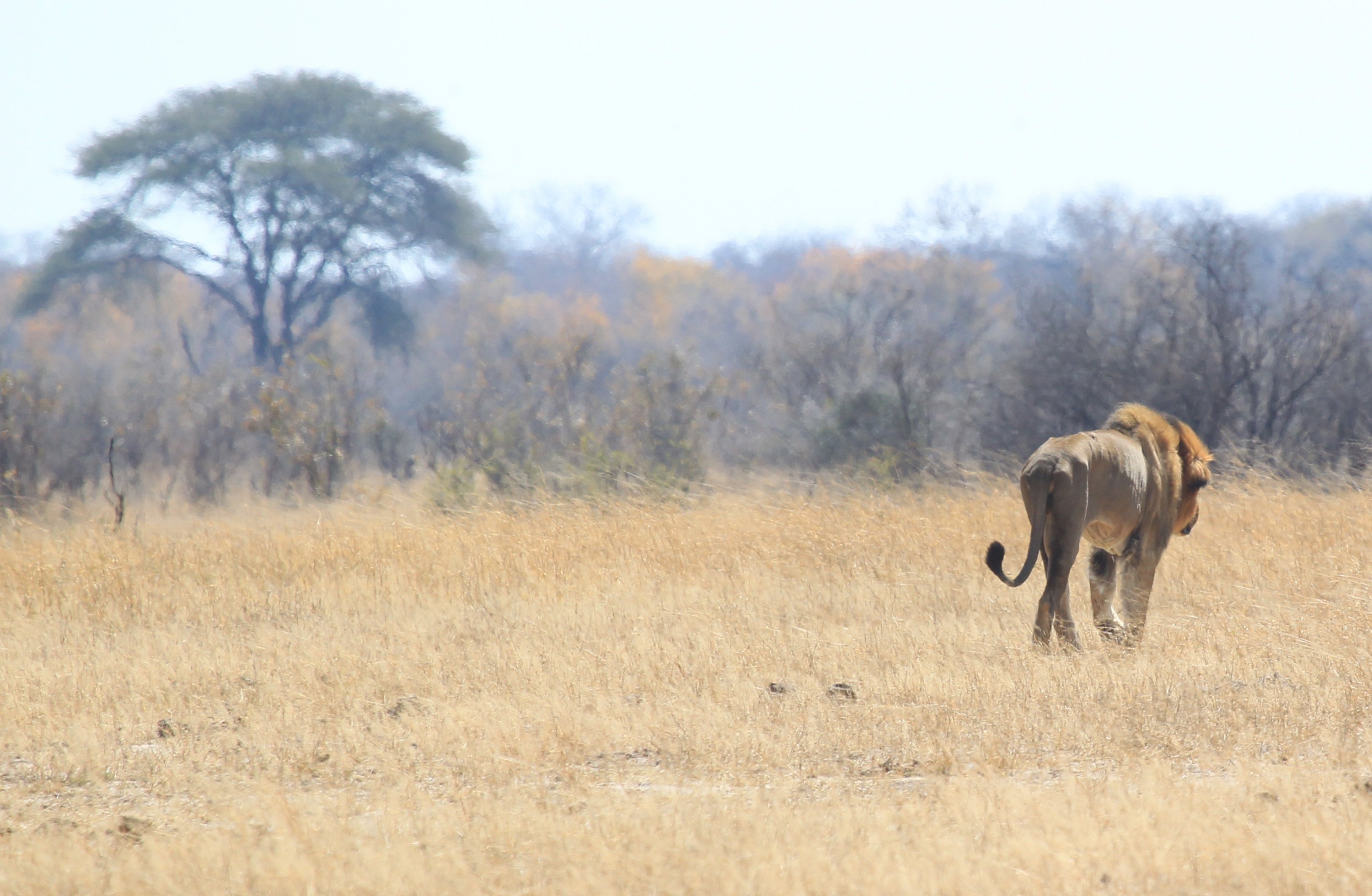 EEUU lanza estrategia para proteger a leones de África | AP News