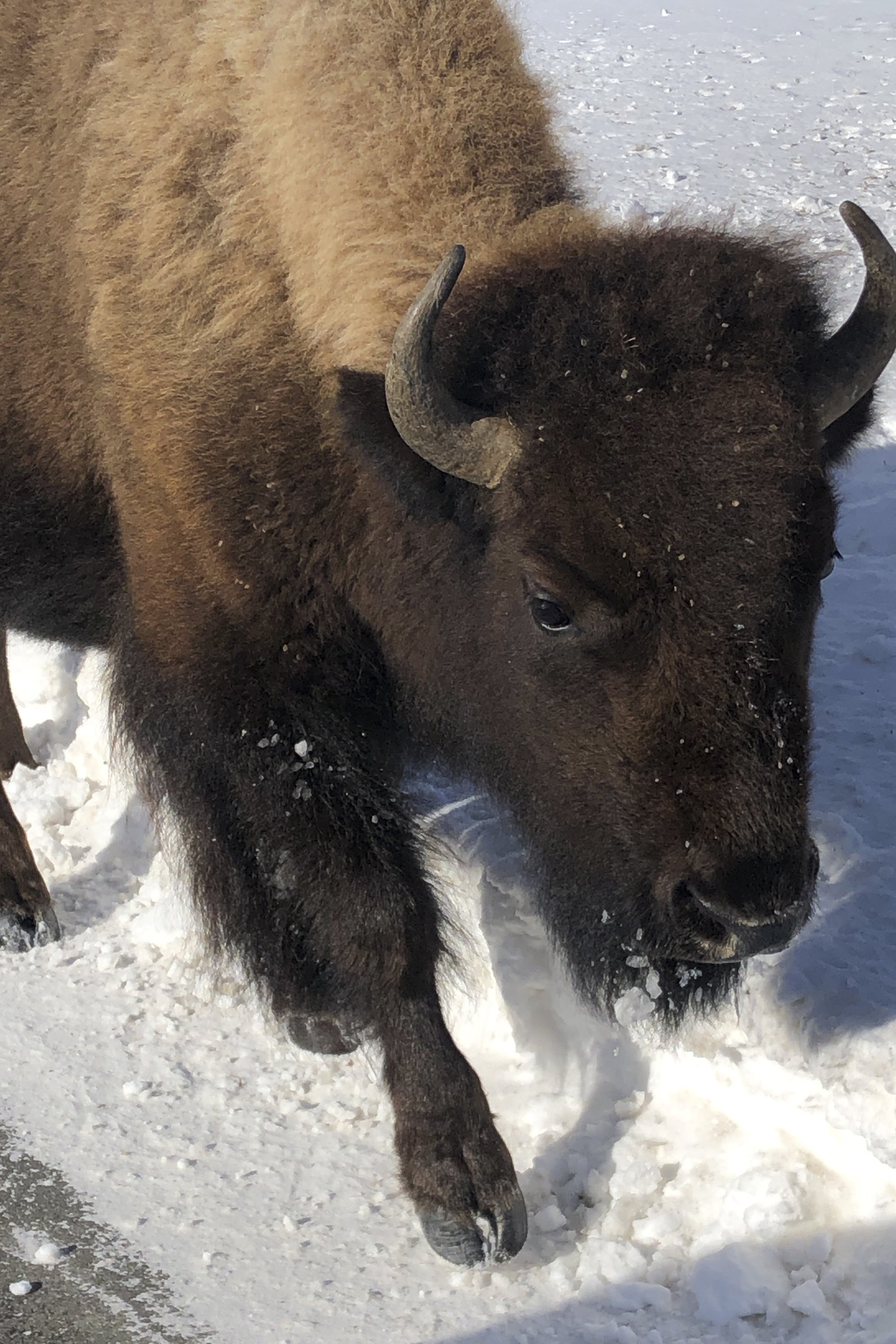 bison slaughter